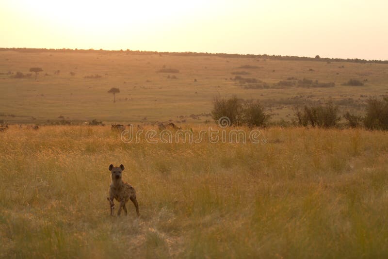 Masai mara hyena