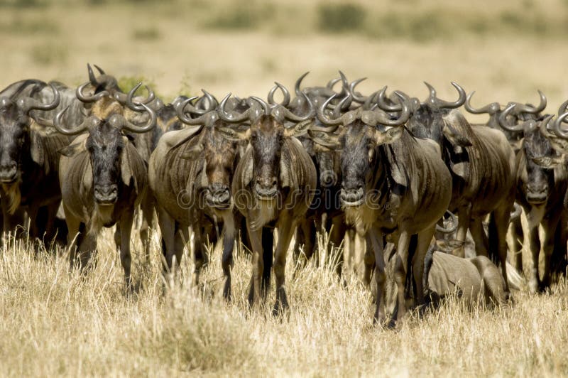 Masai Mara Kenia del Wildebeest