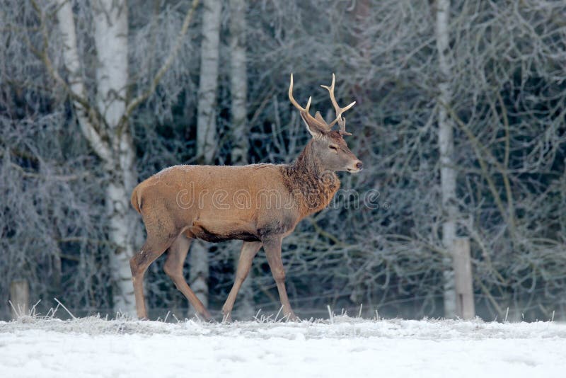 Maschio dei cervi nobili, animale adulto potente maestoso con i corni fuori della foresta invernale, ceca Fauna selvatica da Euro immagine stock libera da diritti Maschio dei cervi nobili, animale adulto potente maestoso con i corni fuori della foresta invernale, ceca Fauna selvatica da Euro immagine stock libera da diritti