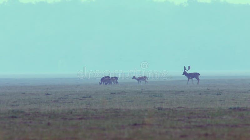 Maschio dei daini che esegue i hinds