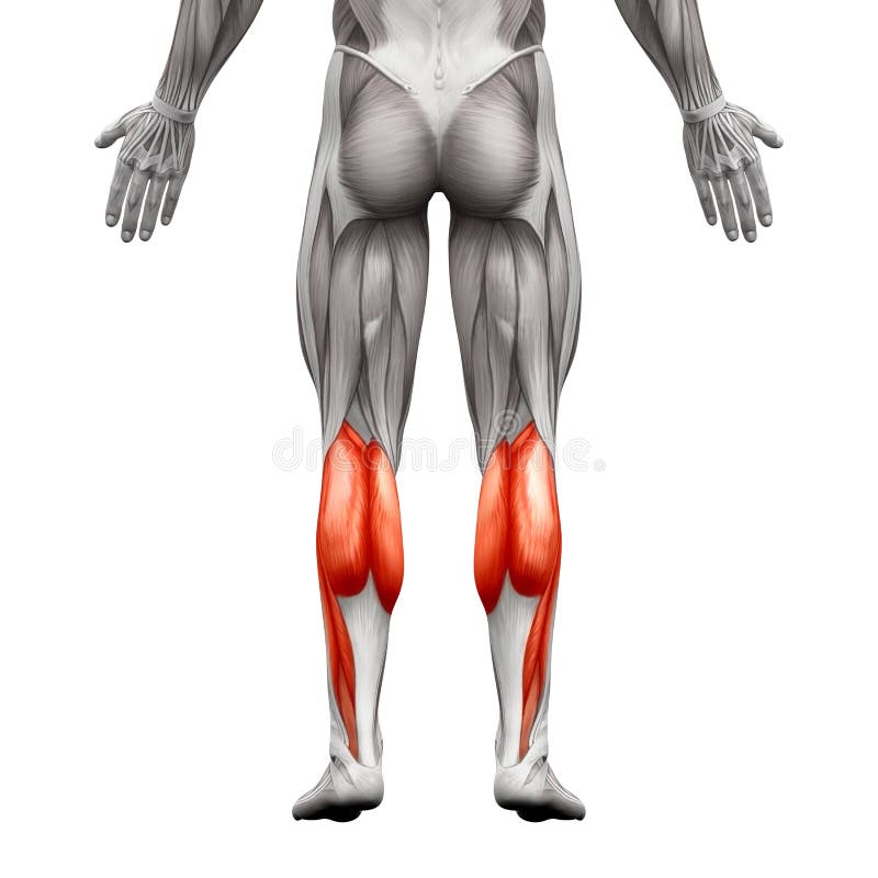 Maschio del muscolo del vitello - Gastrocnemius, muscolo plantare di anatomia - isola royalty illustrazione gratis Maschio del muscolo del vitello - Gastrocnemius, muscolo plantare di anatomia - isola royalty illustrazione gratis