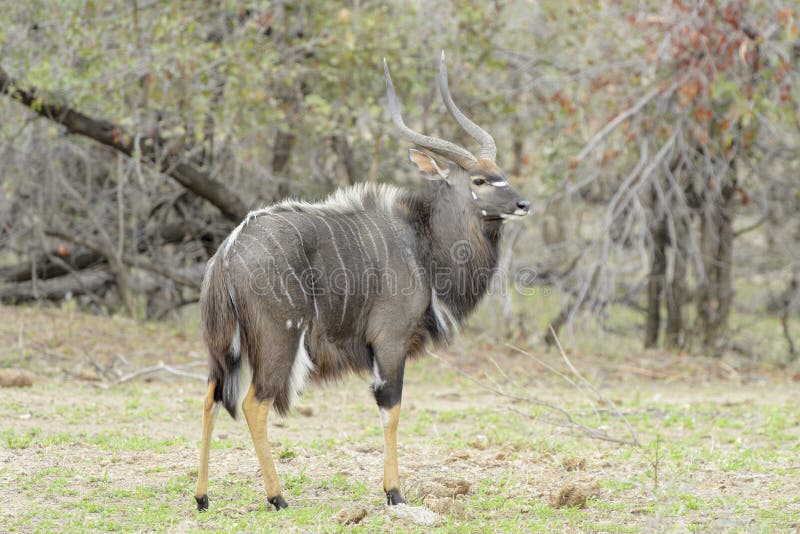Maschio del Nyala, vista laterale fotografia stock libera da diritti Maschio del Nyala, vista laterale fotografia stock libera da diritti