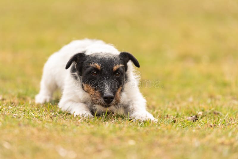 Maschio del terrier di Jack Russell Il cane si trova con la sua testa sulla terra fotografie stock Maschio del terrier di Jack Russell Il cane si trova con la sua testa sulla terra fotografie stock