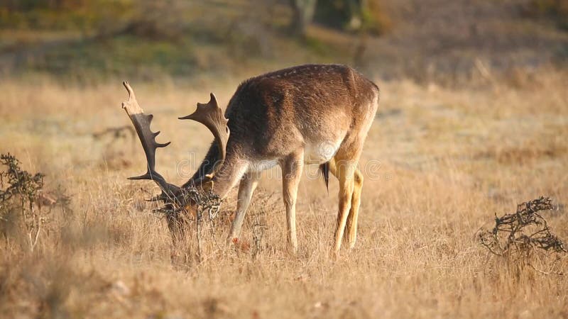 Maschio di dama dama dei daini che pasce in un prato