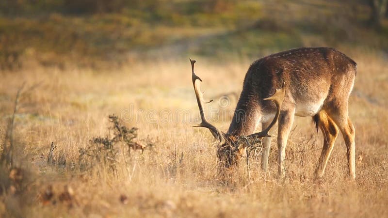 Maschio di dama dama dei daini che pasce in un prato