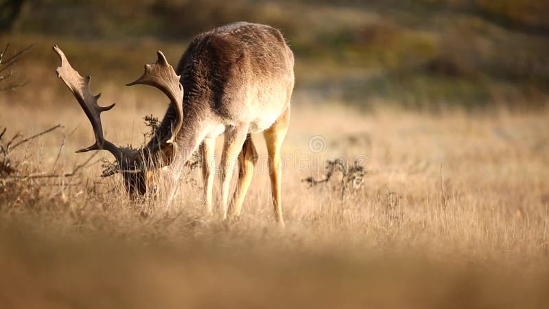 Maschio di dama dama dei daini che pasce in un prato