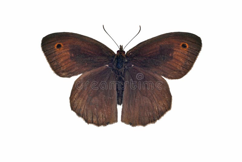 Maschio marrone della farfalla del prato isolato su fondo bianco