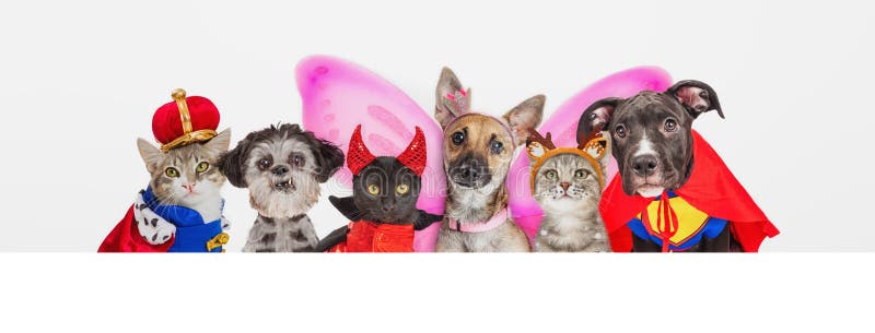 Mascotas cortas con disfraces de Halloween a través de pancartas en la web imágenes de archivo libres de regalías Mascotas cortas con disfraces de Halloween a través de pancartas en la web imágenes de archivo libres de regalías