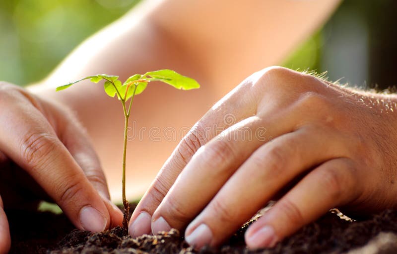 Mascul care plantează arbori tineri pe fond verde royalty free stock photography
