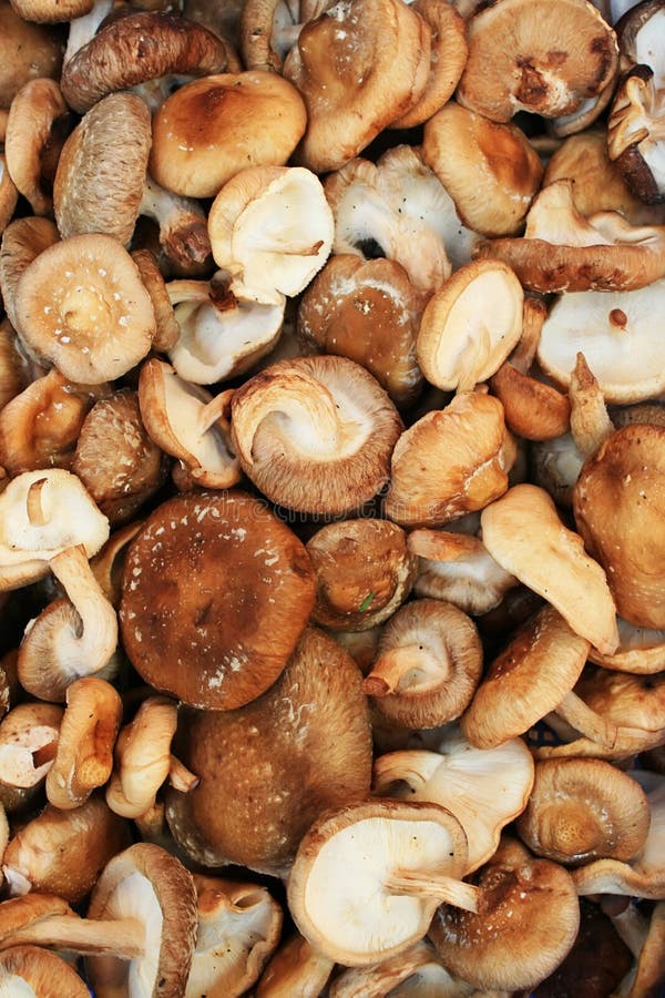 Mashroom background