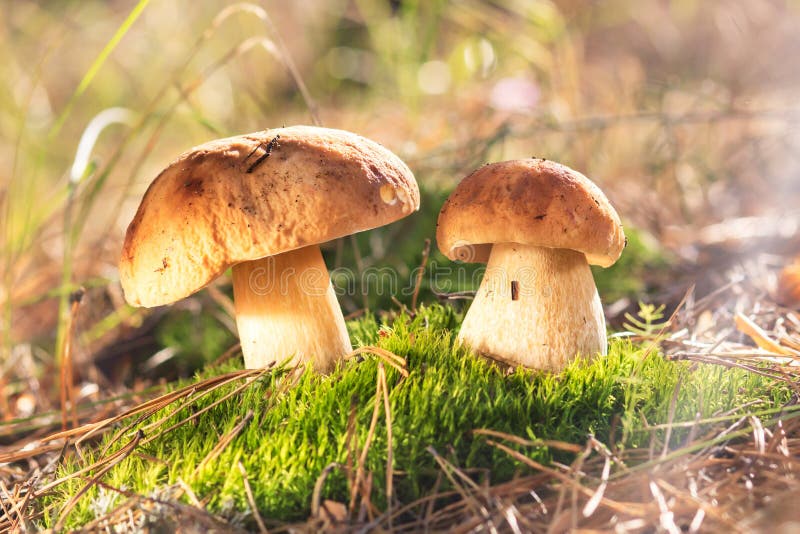 Mashroom in forest