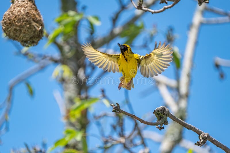 400 Weaver Flying Stock Photos - Free & Royalty-Free Stock ...
