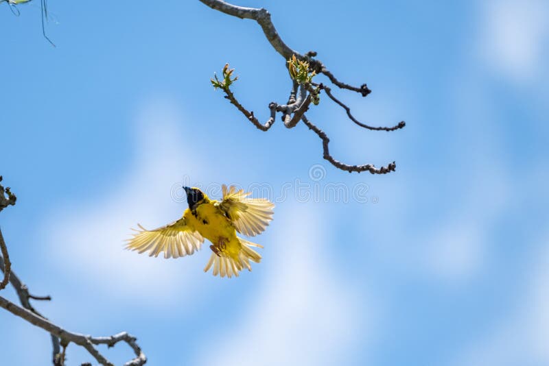 400 Weaver Flying Stock Photos - Free & Royalty-Free Stock ...