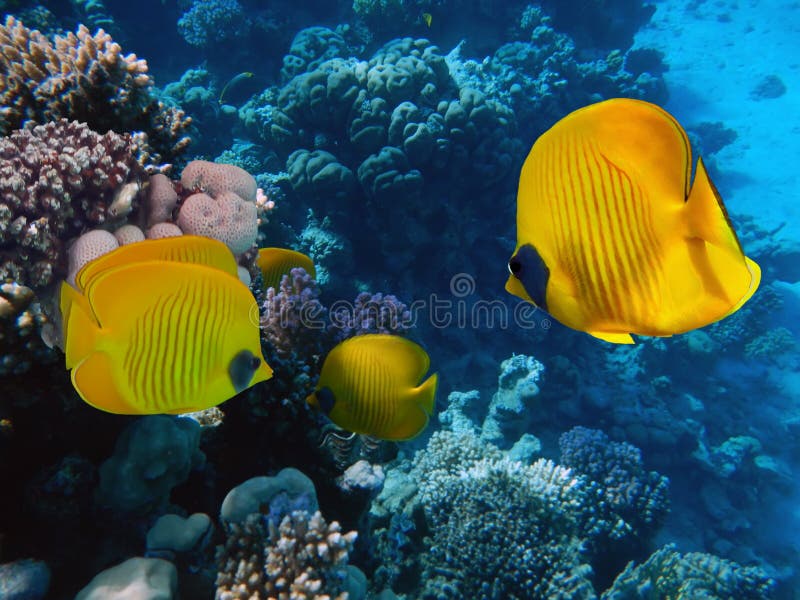 School of Masked Butterfly Fish Stock Photo - Image of fauna, dive ...