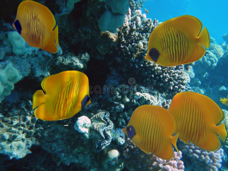 School of Masked Butterfly Fish Stock Photo - Image of fauna, dive ...