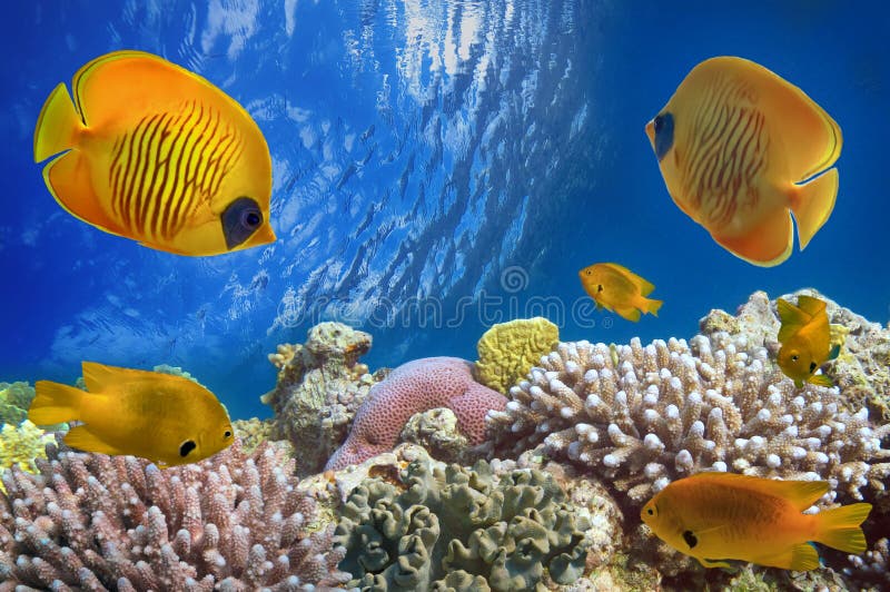 Masked Butterfly Fish and Coral Reef, Red Sea, Stock Image - Image of ...