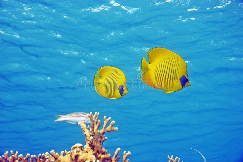 Masked butterflyfish (chaetodon larvatus)