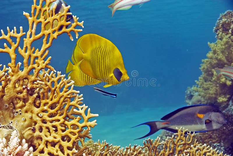 Masked butterflyfish (chaetodon larvatus)