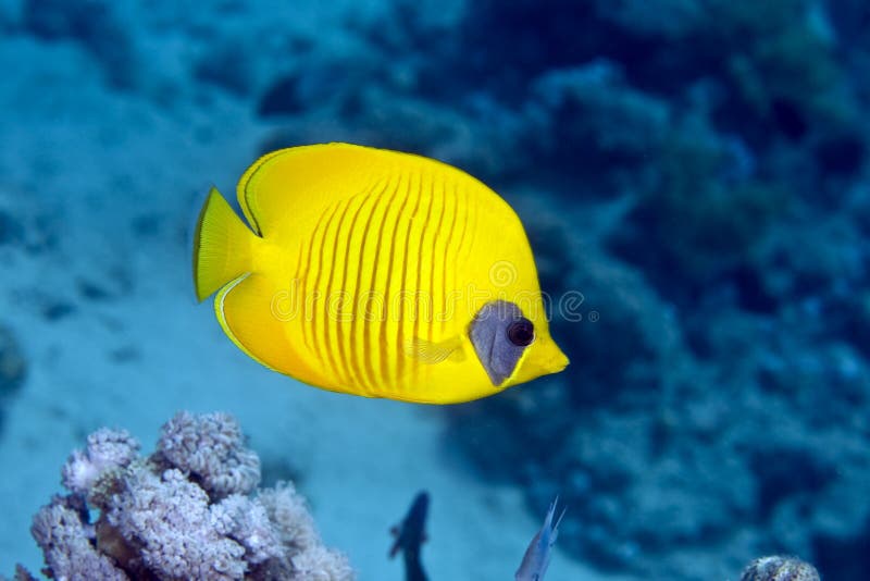 Masked butterflyfish duo (chaetodon semilarvatus)