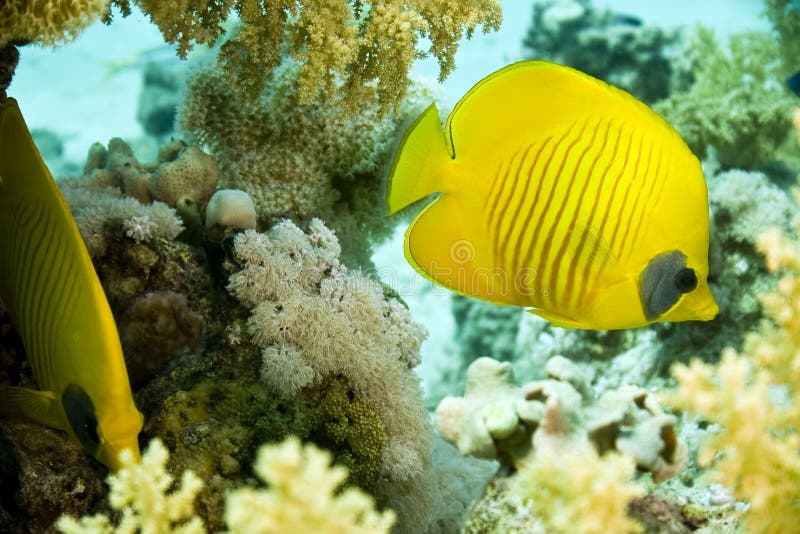 Masked butterflyfish duo (chaetodon semilarvatus)