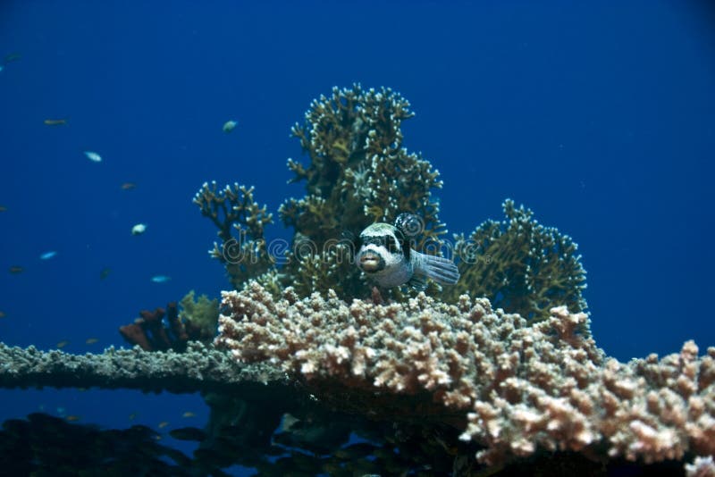 Masked puffer (arothron diadematus)