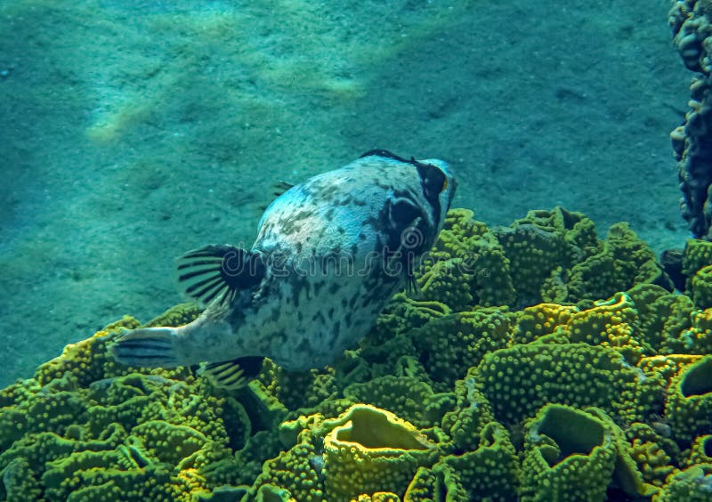 Masked Puffer Fish, Scientific Name is Arothron Diadematus, Stock Image ...