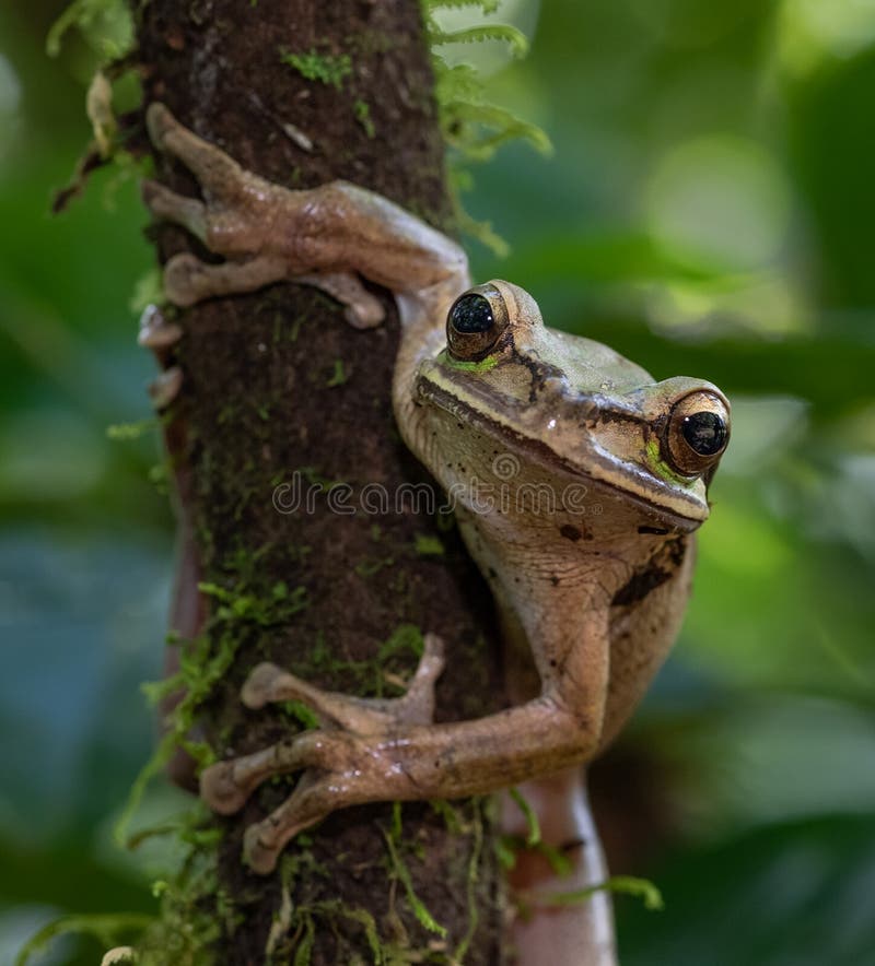 Masked Tree frog royalty free stock images