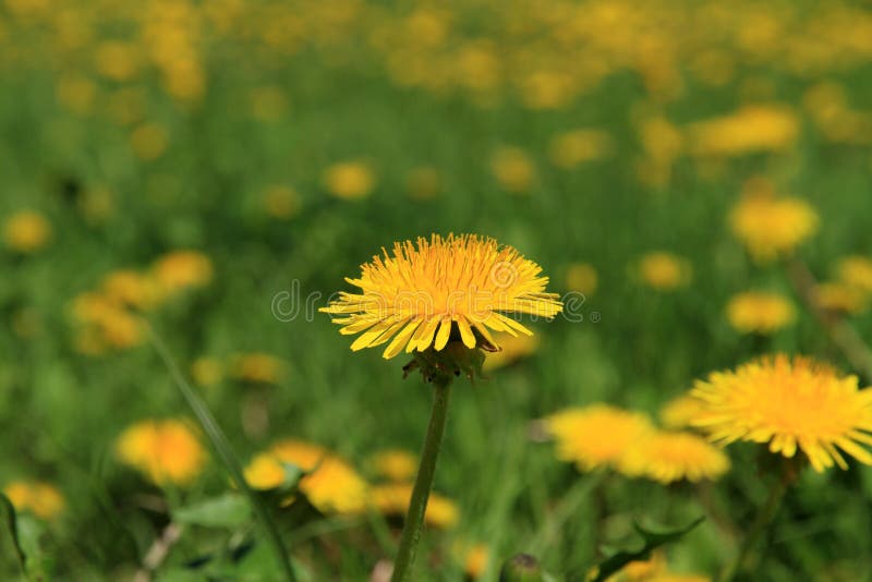 Closeup of a dandelion in a meadow of flowers. Closeup of a dandelion in a meadow of flowers