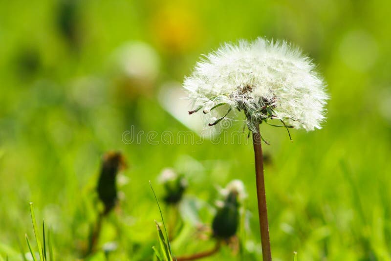 Maskros f? r v? xt f? r makrofotonatur fluffig Blomma den vita maskrosen royaltyfri foto