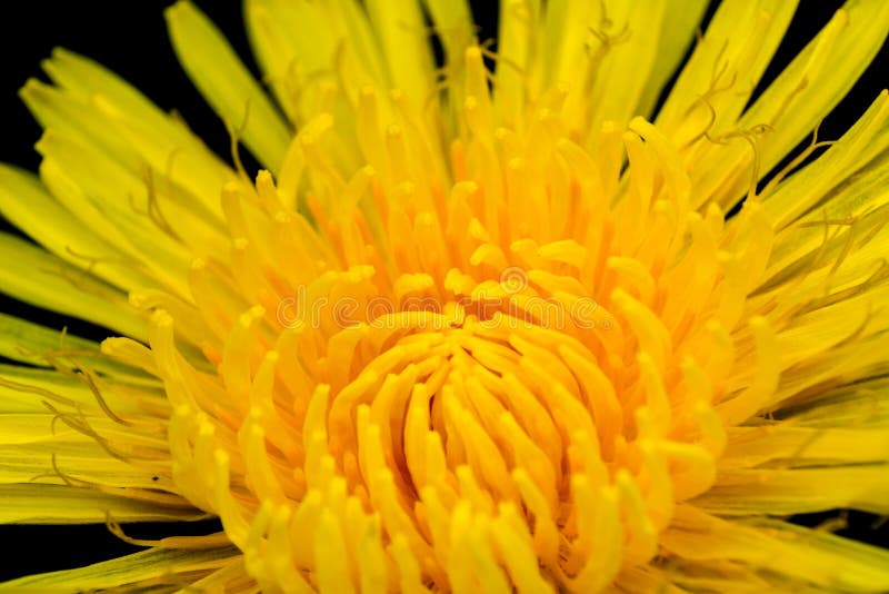 Maskros som blommar gul blommanärbild royaltyfri bild