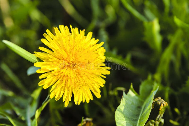 Maskros som blommar i vårmakroskott arkivbild
