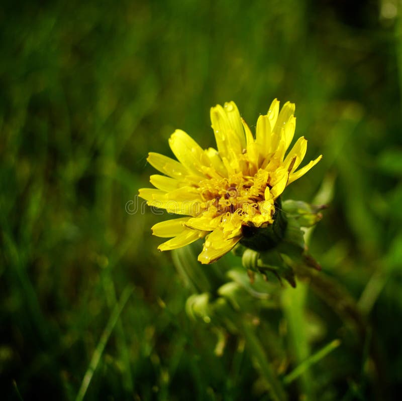 Maskros som blommar i äng fotografering för bildbyråer