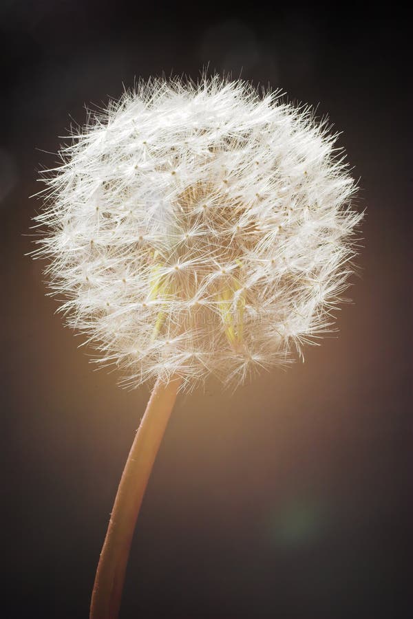 Diente de león semillas en suave luz de sol contra oscuro.