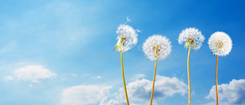 Maskrosor framme av blå himmel med moln fotografering för bildbyråer Maskrosor framme av blå himmel med moln fotografering för bildbyråer