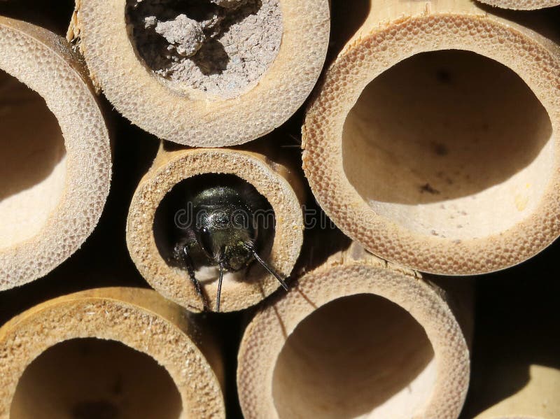 Mason Bee in Bamboo Nest stock photo. Image of blue, house 69990404