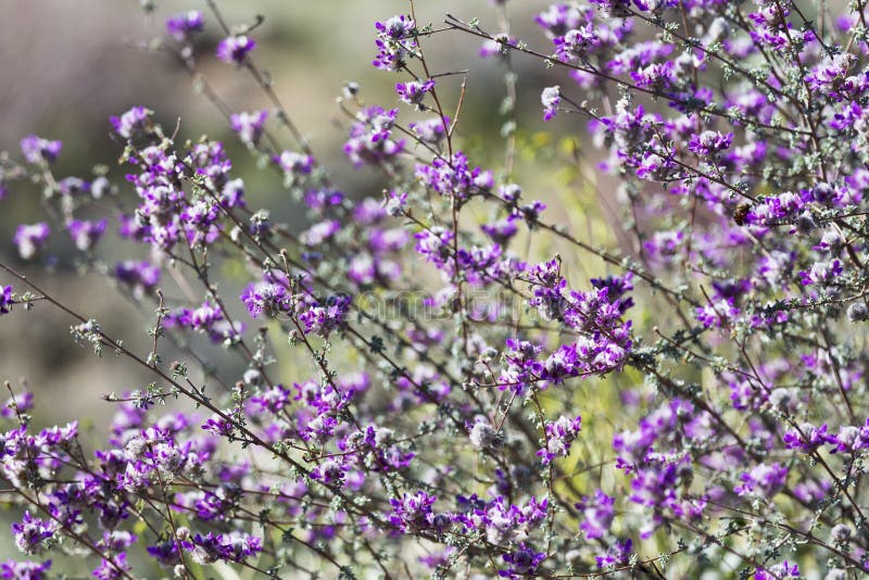 Mass of Indigobush, Dalea pulchra, in Saguaro National Park