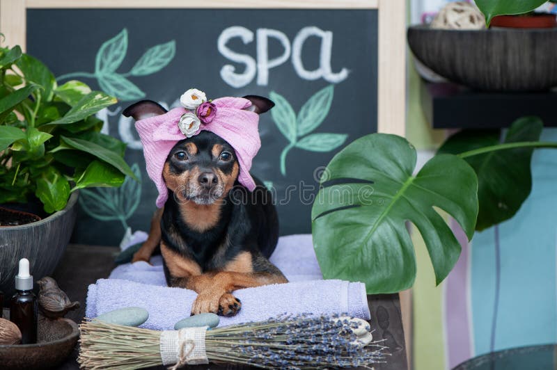 Massage and spa, a dog in a turban of a towel among the spa care items and plants. Funny concept grooming, washing