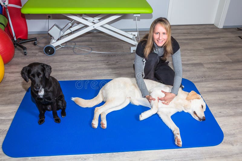 Massage therapy of a dog stock photo. Image of office - 163486902