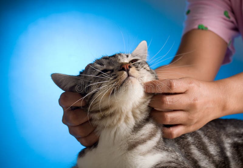 Massaggio del gatto immagine stock Massaggio del gatto immagine stock
