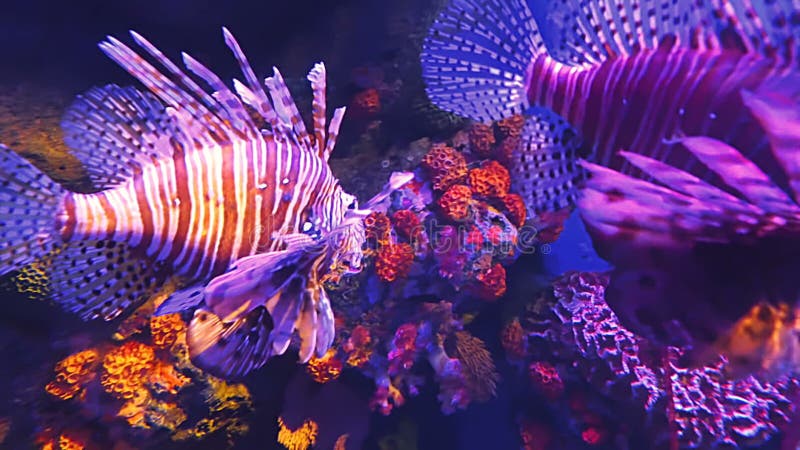 Masse von Pterois oder von Lionfish im tiefen dunklen unterseeischen Korallenriff auf tropischem indischem und Indo-pazifischem O