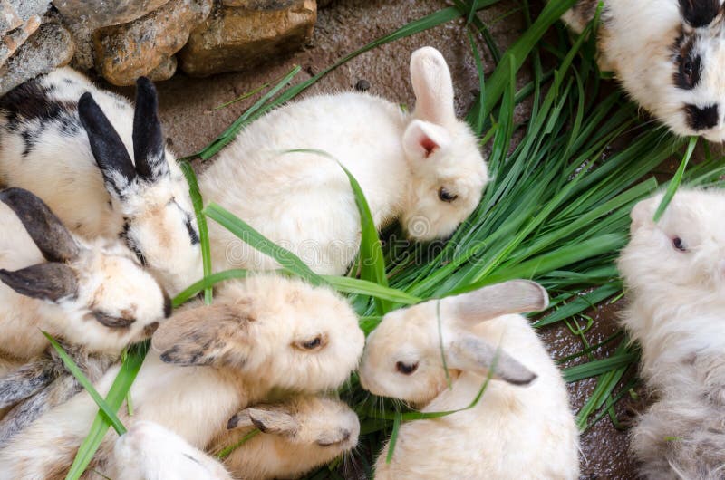 Massen beschmutzten Kaninchen stockfotos Massen beschmutzten Kaninchen stockfotos