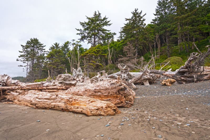 Massieve Logboeken en Windblown Bomen op de Kust stock afbeelding Massieve Logboeken en Windblown Bomen op de Kust stock afbeelding