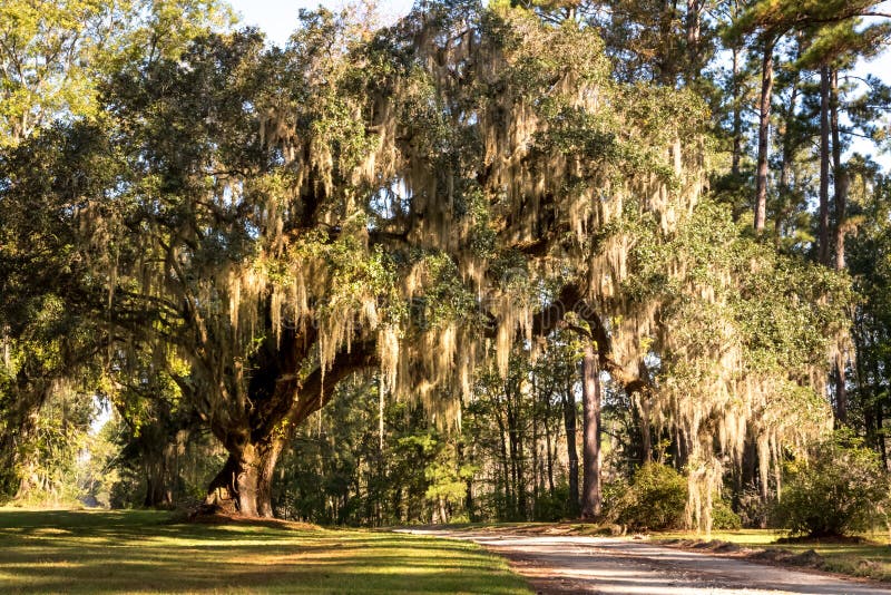 A massive live oak tree draped in Spanish moss is a typical site in the low country areas of the southeastern United States. A massive live oak tree draped in Spanish moss is a typical site in the low country areas of the southeastern United States.