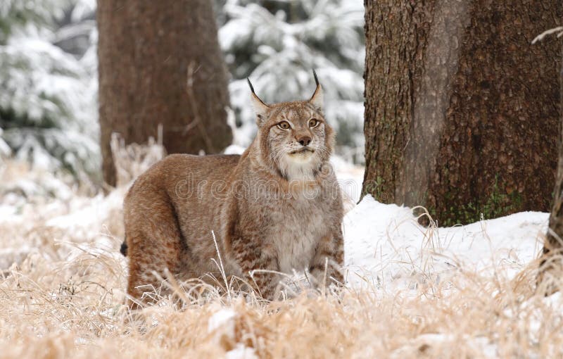 Massive lynx stock photo. Image of wildlife, elegant 38781594