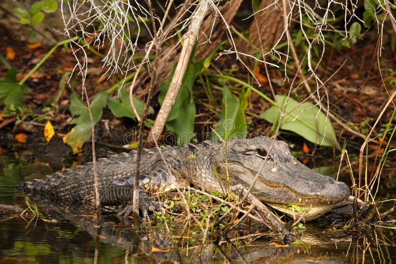 Massive Male Alligator in Everglades, Florida