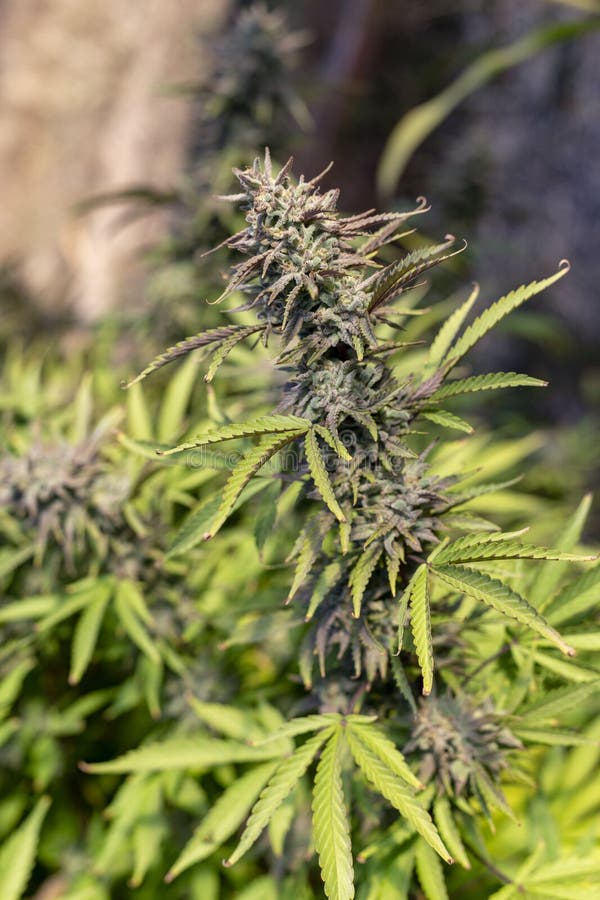 Massive Cannabis Cola stock image. Image of legal, green 129224667