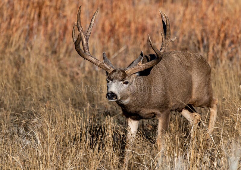 A Massive Mule Deer Buck in a Field during Autumn Stock Photo - Image ...