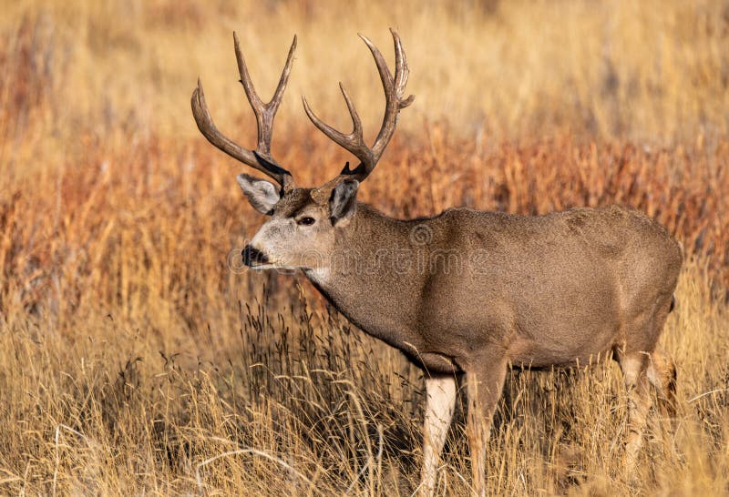 A Massive Mule Deer Buck in a Field during Autumn Stock Image - Image ...