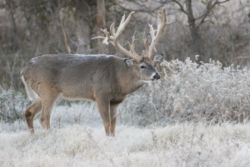 Massive non-typical racked whitetail buck with first on back