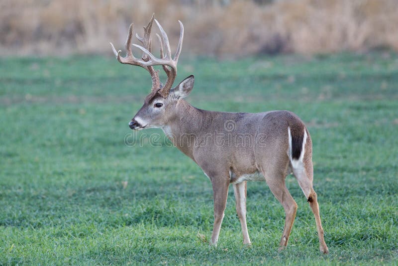 Massive racked whitetail buck royalty free stock photo